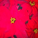 Sally Barth - @BarthSally - Twitter