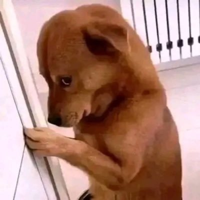 felixochoajr's profile picture. 