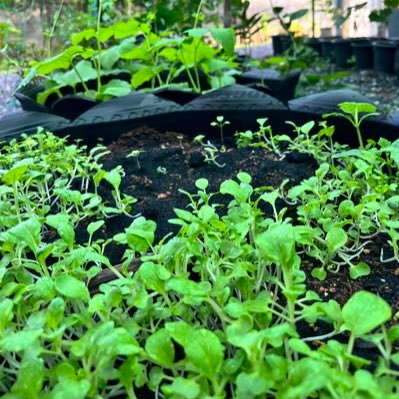 kersinglhong's profile picture. 