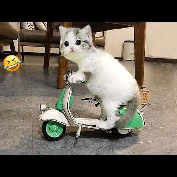 funnyanddog's profile picture. FunNy Dog 😍😍😍😍😍😍😍😍😍😍😍😍😍😍😍😍😍😍😍😍😍👍👍👍👍👍👍👍👍👍👍👍👍👍👍👍👍👍👍