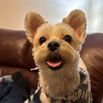 Wife, mother to two kids and a cute morkie. She/Her. Go LFC #Liverpool #YNWA #PleaseVoteBlue (in the US). NO DMs please! @lynnel.bsky.social