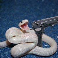 Nabi🐍 (@dumbpython) 's Twitter Profile Photo Nabi🐍 (@dumbpython) 's Twitter Profile Photo