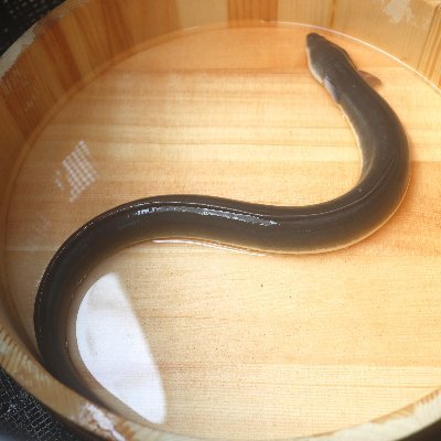 うなぎの養殖をしています｜IT系サラリーマン→うなぎ養殖業｜色々と勉強中です｜2児の父｜趣味でぶどうなどを栽培しています