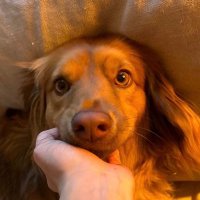 WeeniesHQ 💛 (@weenieshq) 's Twitter Profile