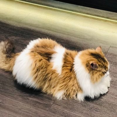 NOIRAWEN's profile picture. 