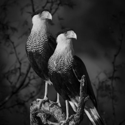 icon_superb's profile picture. A no context superb photograph every day