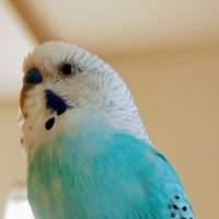 ぴろこといっしょ (@pirokotogether) 's Twitter Profile