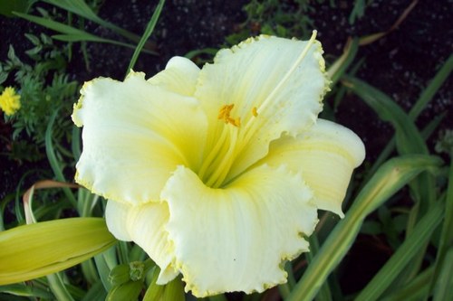 bsjrdaylilygrdn's profile picture. We are a two acre botanical AHS CHS MLS display garden. We offer guided tours in July and August.We have two plant sales every spring and fall.