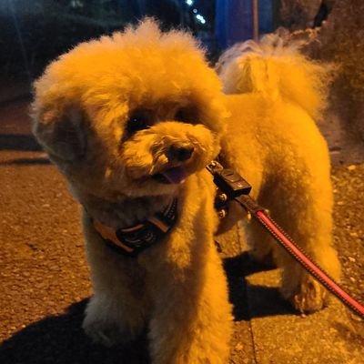 Sammy__II's profile picture. サンパウロ出身の日系👨
実務翻訳勉強中

Paulistano, morando no Japão desde 1990. 
Tweets and Retweets in 🇯🇵🇧🇷🇺🇲 about random stuff.