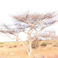 Caddow Cirfo (@ccirfo) 's Twitter Profile