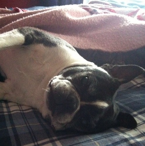 CarlaPlotnikoff's profile picture. I don't like bacon...I feel so alone.