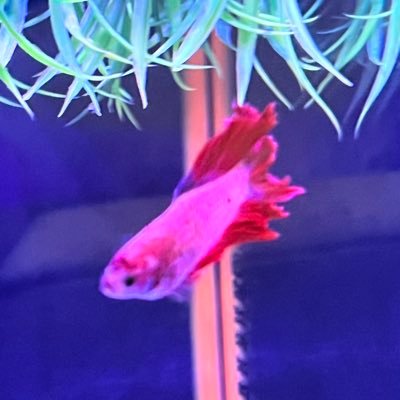 billywoooooo's profile picture. 