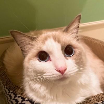 rex_3rd's profile picture. 時代はまりかあふぃりあ