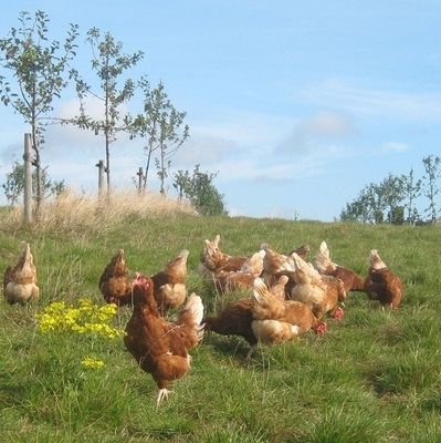 Pollos de campo