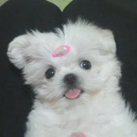 鯖 (@saba1324_) 's Twitter Profile