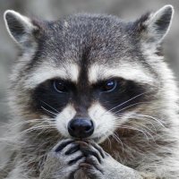 SPASS (@spassisfun) 's Twitter Profile Photo