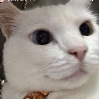 omen 🇵🇸 (@omensbiu) 's Twitter Profile
