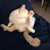so’stanca (@peppallero) 's Twitter Profile