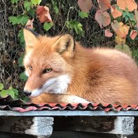 savogy (@savogy) 's Twitter Profile