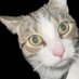 shy (@idkyieven) Twitter profile photo shy (@idkyieven) Twitter profile photo