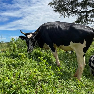 Discover our thriving ranch, home to over 700 contented cattle providing high-quality beef and a daily yield of 760 liters of pure, farm-fresh milk.