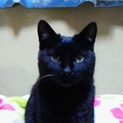 黒猫のにゃにゃを探しております！

2023年9月9日17時〜千葉県松戸市二ツ木　光明寺裏手周辺〜行方不明です。

黒猫
ウサギ尻尾
オス♂
目は金緑
６歳
中型

性格は気立が良く優しいです。

目撃された方や些細な事でも、ご連絡いただけますとありがたいです。
よろしくお願いいたします。