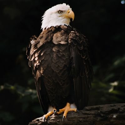 EthicalDefender's profile picture. Advocate