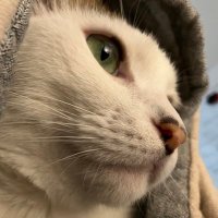 q-aizer (@q_aizer) 's Twitter Profile