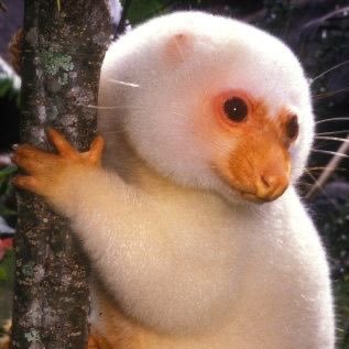 nuubyuck's profile picture. 