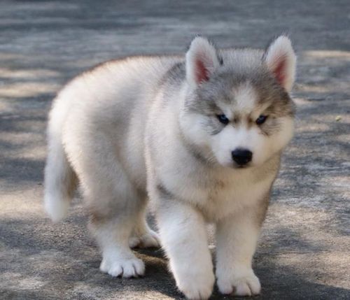 I love Siberian Husky....