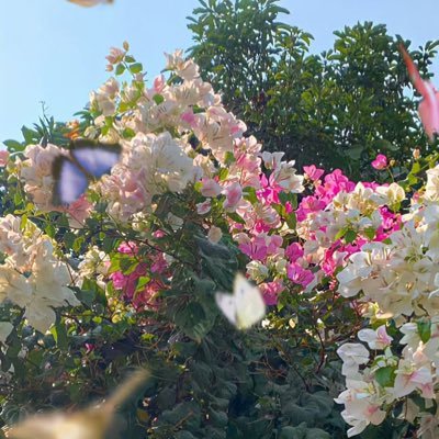 jvaldhope's profile picture. 🌺