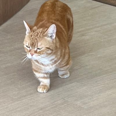 わたしです。さんのプロフィール画像