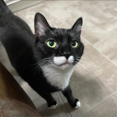 NormanAmerican's profile picture. 🇺🇸 Tweeting like molasses running uphill in January. Not really looking to be followed, but it's nice when people do.