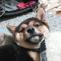 seels (@seels55) 's Twitter Profile