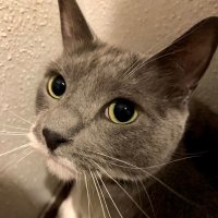 Wicked Widow (@wickedwidow3) 's Twitter Profile