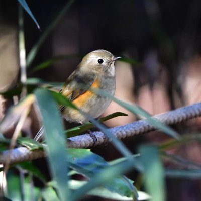 野鳥女子
野鳥アカウント！野鳥写真を上げて行きます。
私はアメリカで育った日本人で、日本語を勉強する中で、よろしくお願いします🙏