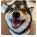 cuty dog (@11trance11) Twitter profile photo
