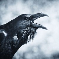 RavenousInAK (@ravenousinak) 's Twitter Profile