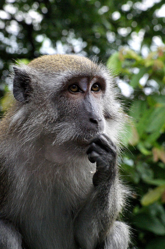 MonyetKing1's profile picture. 