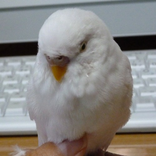 あさのみこ＠「交際0日婚ですが何か？(原案：えだまめ)」配信中！さんのプロフィール画像