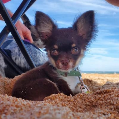 Hi, I'm Dudley the #Chihuahua #puppy, a fur-bulous, tail-wagging tornado of cuteness! I'll steal your heart with my hilarious acts & paw-some personality!