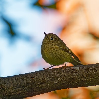 Second year birder in Westchester County, NY. @lirg23 on Instagram