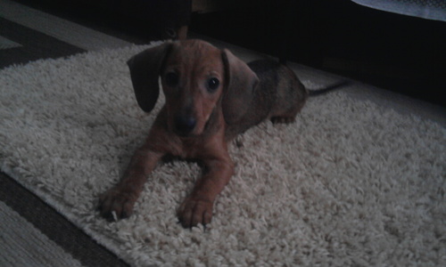 ClarBelezekova's profile picture. 