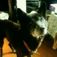 Hirohide Ave (@avehirohide) 's Twitter Profile