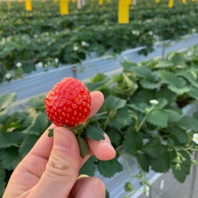 苺の新規就農を本気で目指している方を探しています🍓土地、施設、ノウハウあっても人はなし😢 、募集内容はこちら→https://t.co/OvdXg8tqLM