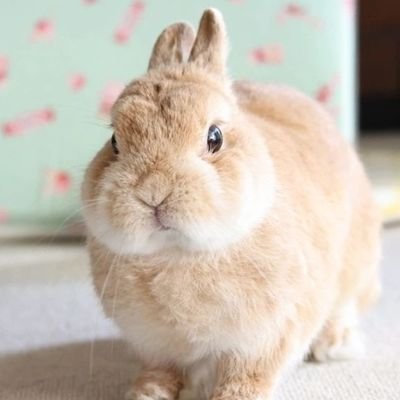 ビンキーバニー 🐰 が新しく家族に加わり、とても元気に育っています。 自分の人生よりも優れた人生などというものはないということを常に忘れないでください 💜