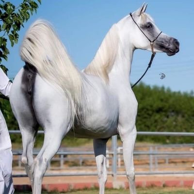 khliedsed's profile picture. 
