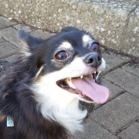 カエルの森 (@kaerunomori2021) 's Twitter Profile Photo