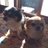 金沢浄 (@jokanazawa) 's Twitter Profile Photo
