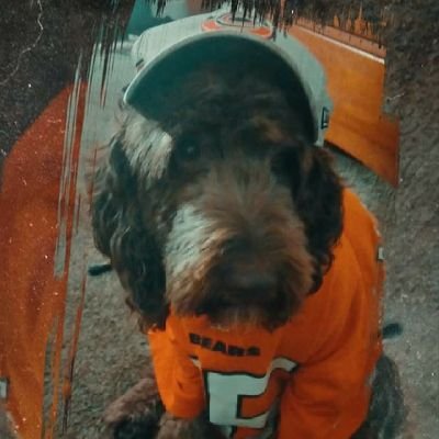 I'm Remi the #Springerdoodle| I live in the water most of the time.I love my family. Love going on adventures,🐾